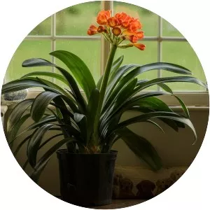 Clivia