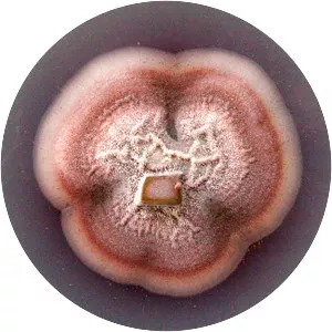 Clonostachys rosea f. rosea