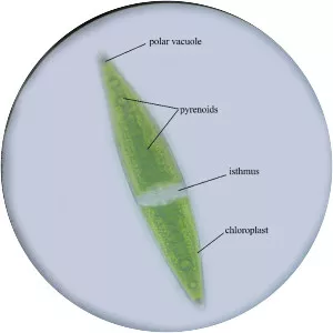 Closterium - Algae