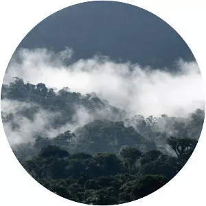 Cloud forest photograph