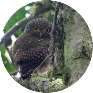 Cloud-forest pygmy owl
