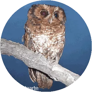 Cloud-forest screech owl - Bird