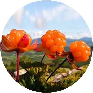 Cloudberry