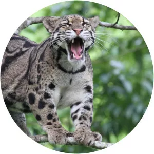Clouded Leopard National Park