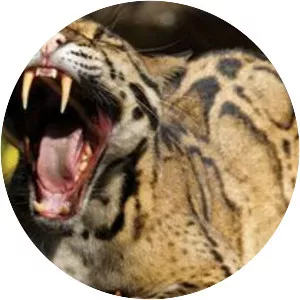 Clouded leopard