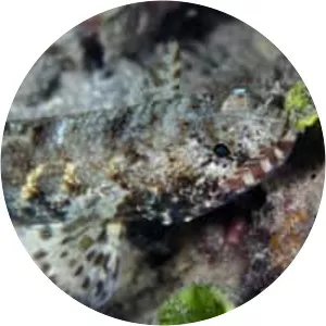 Clouded lizardfish