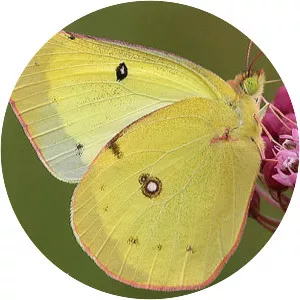 Clouded sulphur