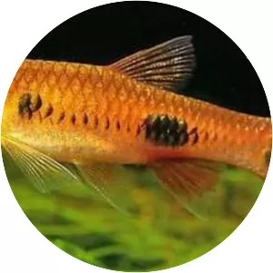 Clown rasbora