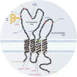 CLRN1 - Protein