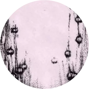 Club Skull - Musical band