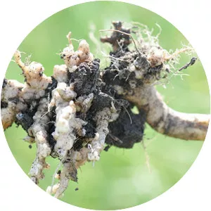 Clubroot - 