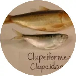 Clupeiformes