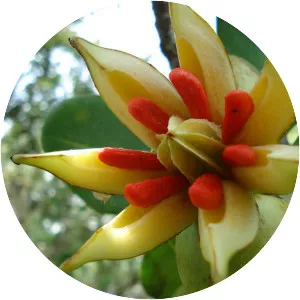 Clusia multiflora - 