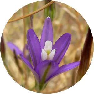 Cluster-lilies - Plants