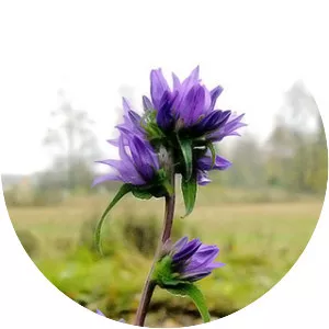Clustered bellflower