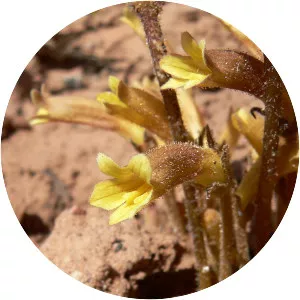 Clustered broomrape