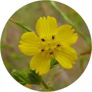 Clustered tarweed