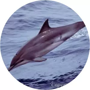 Clymene dolphin