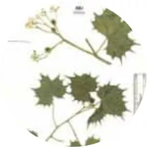 Cnidoscolus angustidens