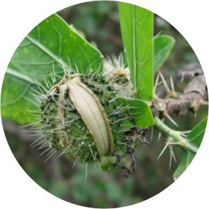 Cnidoscolus quercifolius - 