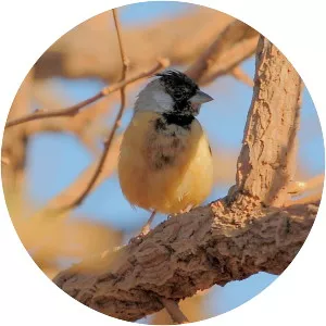 Coal-crested finch - 
