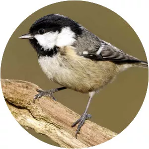 Coal tit - Bird