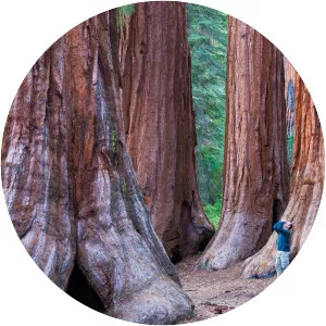 Coast redwood - Plants