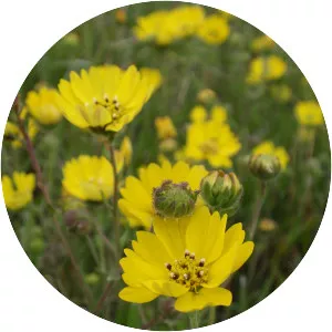 Coast tarweed