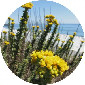 Coastal goldenbush