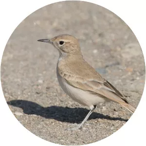 Coastal miner - Bird