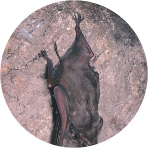Coastal sheath-tailed bat - Animal