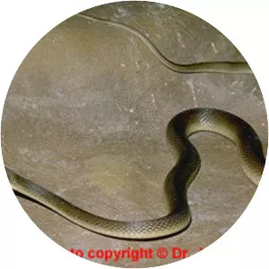 Coastal taipan