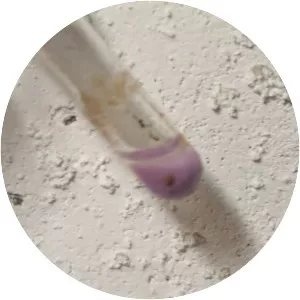 Cobalt(II) hydroxide - Chemical compound