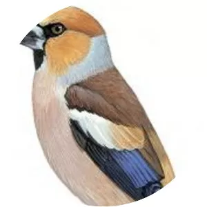 Coccothraustes