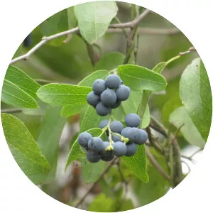 Cocculus diversifolius