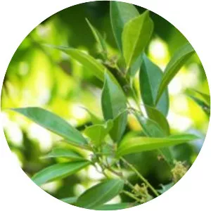 Cocculus laurifolius - Plants