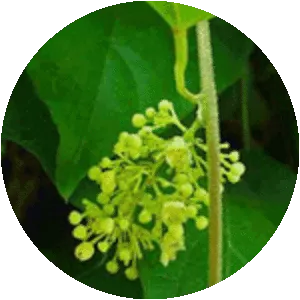 Cocculus orbiculatus