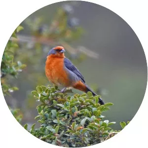 Cochabamba mountain finch