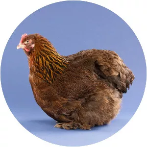 Cochin chicken - Chicken breed