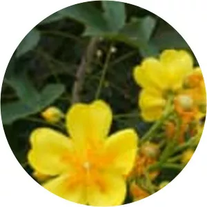 Cochlospermum religiosum - Plants