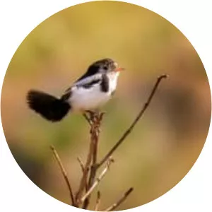 Cock-tailed tyrant - Bird