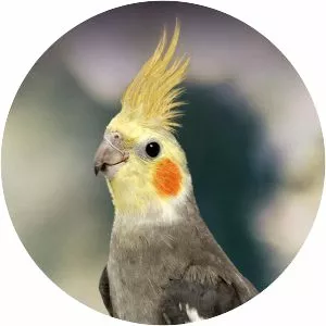 Cockatiel