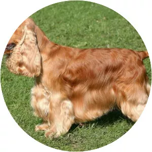 Cocker Spaniel photograph