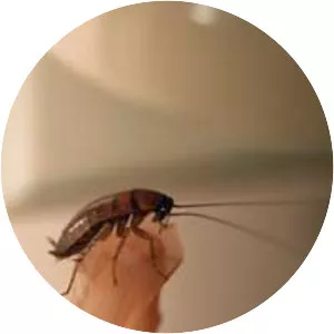 Cockroach