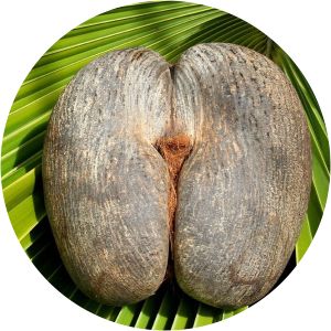 Coco del Mar - Neighborhood in Panama City, Panama