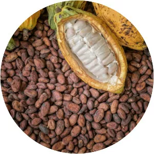Cocoa bean photograph