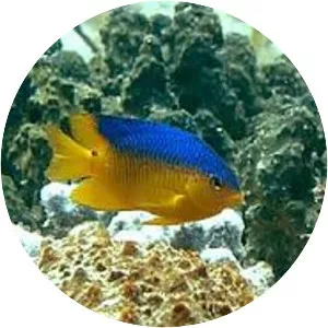 Cocoa damselfish - Fish