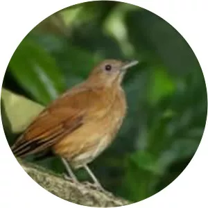 Cocoa thrush - Birds