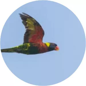 Coconut lorikeet (Gökkuşağı lori)