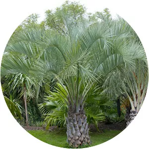 Cocos capitata - Plants